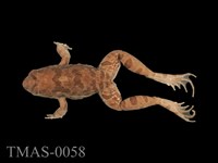 藏品(澤蛙)的圖片